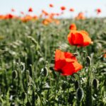 red paper poppy